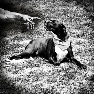 Meet your Posher, Ross